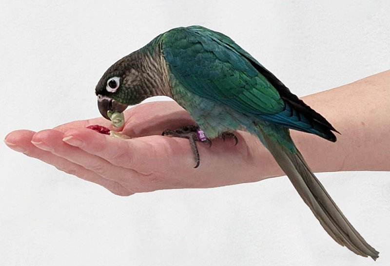 Tweets Treats: Nourishing Birds the Right Way